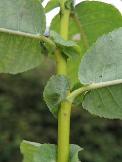 Salix_pyrifolia_Moehnesee_051014_ja06.jpg