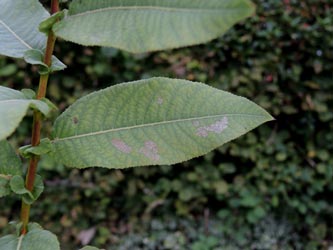 Salix_pyrifolia_Moehnesee_051014_ja09.jpg