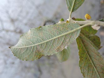 Salix_reichardtii_Moehnesee_051014_ja03.jpg