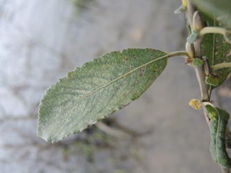 Salix_reichardtii_Moehnesee_051014_ja08.jpg