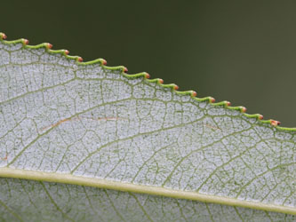 Salix_rubens_KMerkenichRhein_CB02.jpg