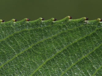 Salix_rubens_KMerkenichRhein_CB03.jpg