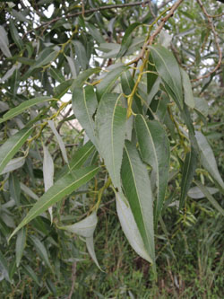 Salix_rubens_KMerkenichRhein_ja02.jpg