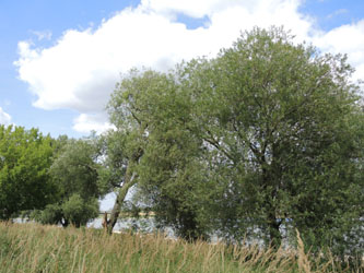Salix_rubens_KMerkenichRhein_ja05.jpg