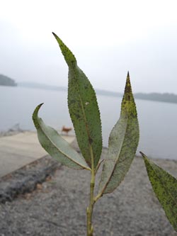 Salix_rubens_Moehnesee_051014_ja13.jpg