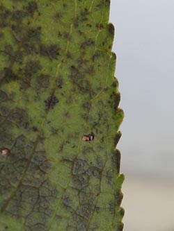 Salix_rubens_Moehnesee_051014_ja15.jpg