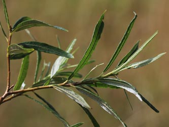 Salix_rubra_KMerkenichRhein_CB04.jpg