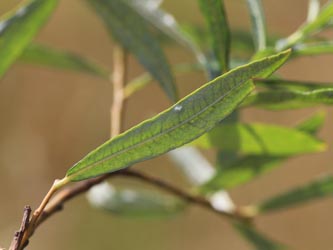 Salix_rubra_KMerkenichRhein_CB05.jpg