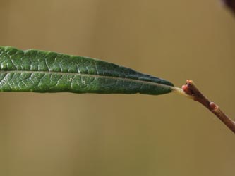 Salix_rubra_KMerkenichRhein_CB06.jpg