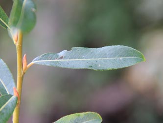 Salix_rubra_Moehnesee_051014_CB02.jpg