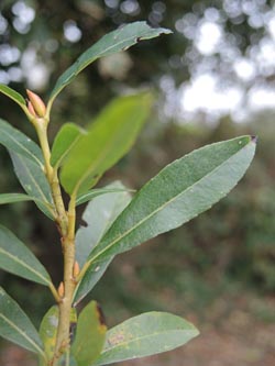 Salix_rubra_Moehnesee_051014_ja05.jpg
