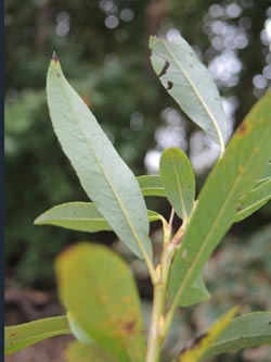 Salix_rubra_Moehnesee_051014_ja08.jpg