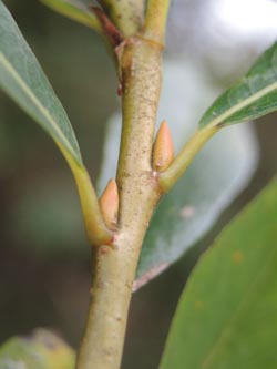 Salix_rubra_Moehnesee_051014_ja12.jpg
