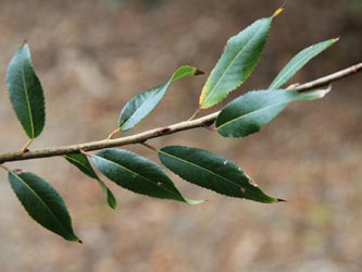 Salix_triandra_Moehnesee_051014_CB03.jpg