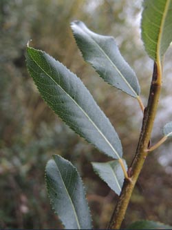 Salix_triandra_Moehnesee_051014_ja04.jpg