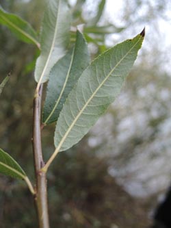 Salix_triandra_Moehnesee_051014_ja14.jpg