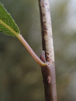 Salix_triandra_Moehnesee_051014_ja15.jpg