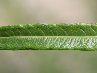 Salix_viminalis_KMerkenichRhein_CB01.jpg