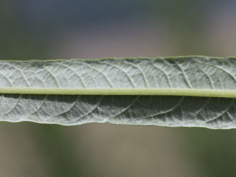 Salix_viminalis_KMerkenichRhein_CB02.jpg