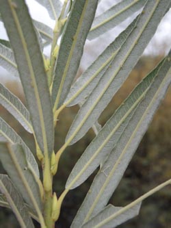 Salix_viminalis_Moehnesee_051014_ja04.jpg