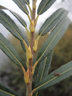 Salix_viminalis_Moehnesee_051014_ja11.jpg