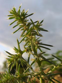 Salsola_kali_tragus_MagdeburgHbf_ElbeEx2008_ja03.jpg