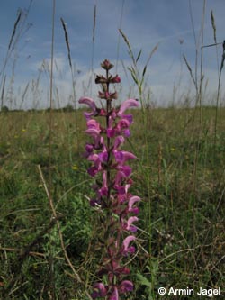 Salvia_pratensis_SWD2009_ja17.jpg