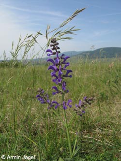 Salvia_pratensis_SWD2009_ja18.jpg