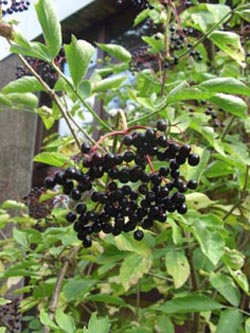 Sambucus_nigra_BORoncalli250808_ja01.jpg