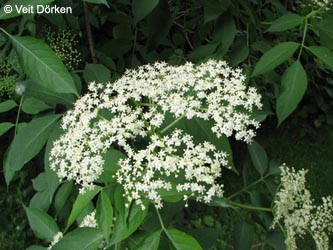 Sambucus_nigra_Bluete_VD05.jpg