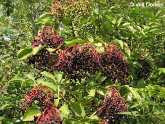 Sambucus_nigra_Ehrenmal190909_VD02.jpg