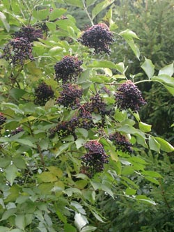 Sambucus_nigra_Fruechte_VD02.jpg