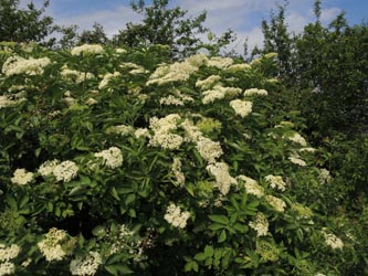 Sambucus_nigra_Geseke_Anneliese20_240514_ja03.jpg