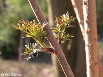 Sambucus_nigra_Laciniata_Austrieb_VD02.jpg