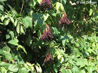 Sambucus_nigra_Leipzig080909_VD01.jpg