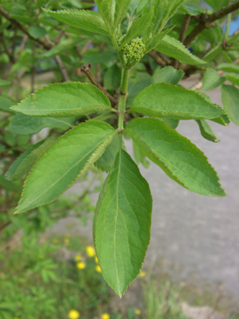 Sambucus_nigra_ZecheNachtigall270410_TK04.jpg