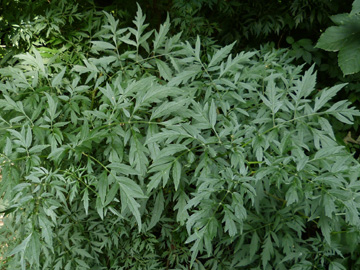 Sambucus_nigra_laciniata_HADonnerkuhle_060816_WHessel01.jpg