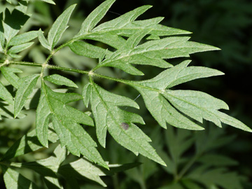 Sambucus_nigra_laciniata_HADonnerkuhle_060816_WHessel04.jpg