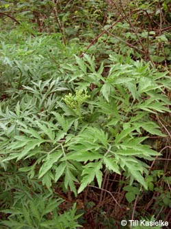 Sambucus_nigra_laciniata_HiesfelderWald_010509_tk02.jpg