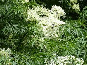 Sambucus_nigra_laciniata_Holzwickede_Hendriksen_080617_WHessel09.jpg