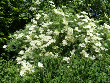 Sambucus_nigra_laciniata_Holzwickede_Hendriksen_080617_WHessel11.jpg