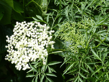 Sambucus_nigra_laciniata_Holzwickede_Hendriksen_080617_WHessel13.jpg