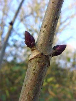 Sambucus_racemosa_271208_ja01.jpg