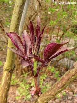 Sambucus_racemosa_BGBO060409_VD01.jpg