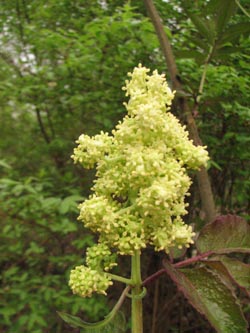 Sambucus_racemosa_BGBO130409_VD01.jpg