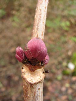 Sambucus_racemosa_BGBO220109_VD02.jpg