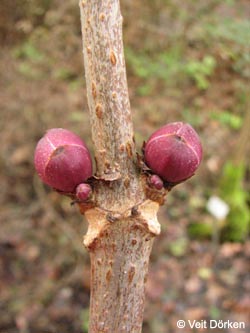 Sambucus_racemosa_BGBO220109_VD03.jpg