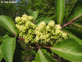 Sambucus_racemosa_BGBO240410_VD05.jpg