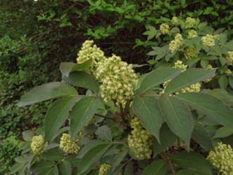 Sambucus_racemosa_BOHauptfriedhof190409_ja03.jpg