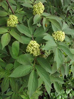 Sambucus_racemosa_BOHauptfriedhof190409_ja04.jpg